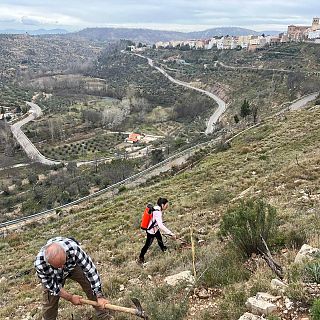 Castellón - Reforestación del bosque tras el incendio de Bejís