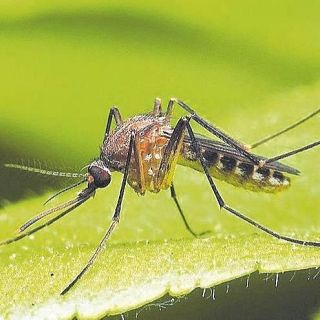 Més mosquits, paneroles i arnes: les plagues d’aquest estiu a Catalunya