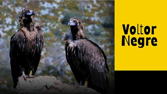 L'Alt Empordà vol recuperar el voltor negre a la Vall de la Muga